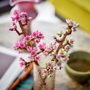 Flores De Cerezo LEGO